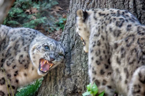 SnowLeopards-10