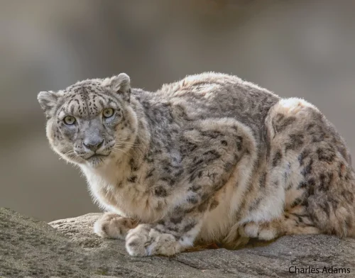 SnowLeopards-11