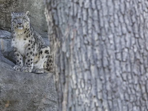 SnowLeopards-12