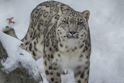 SnowLeopards-13
