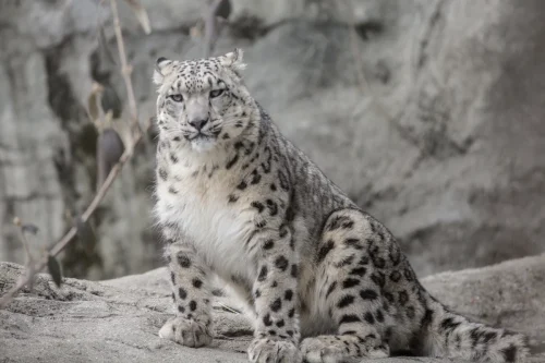 SnowLeopards-14