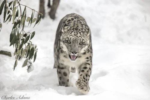 SnowLeopards-15