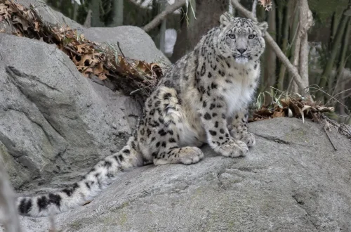 SnowLeopards-16