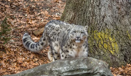SnowLeopards-17