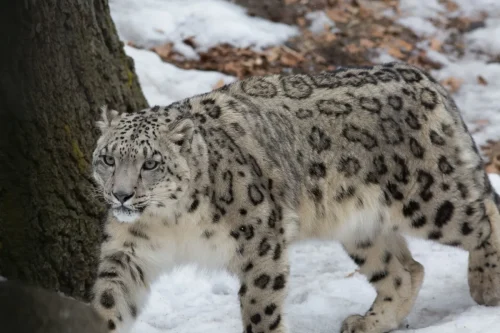 SnowLeopards-18