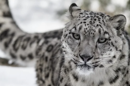 SnowLeopards-19