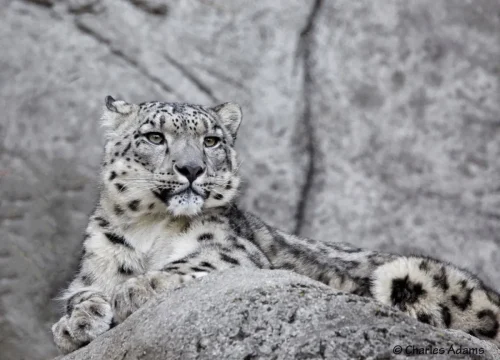 SnowLeopards-20