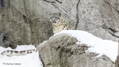 SnowLeopards-21