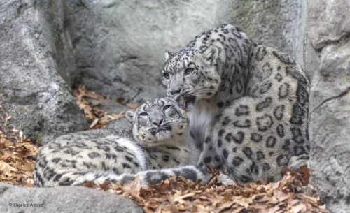 SnowLeopards-22