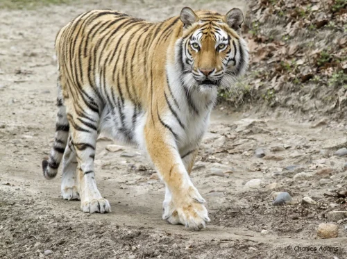 Tigers-01