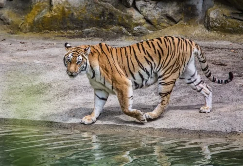 Tigers-02