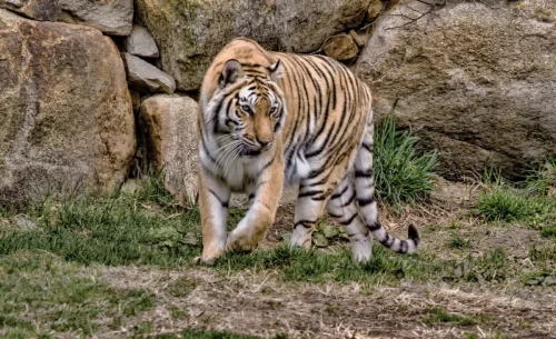 Tigers-03