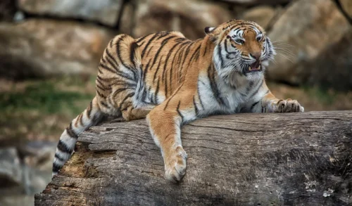 Tigers-04