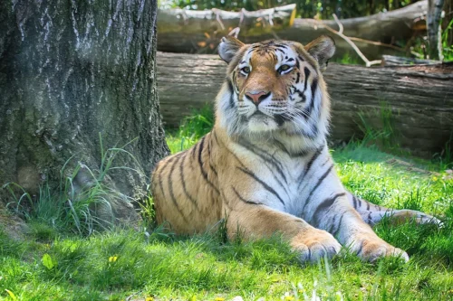Tigers-05