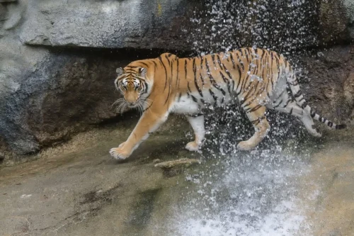 Tigers-06