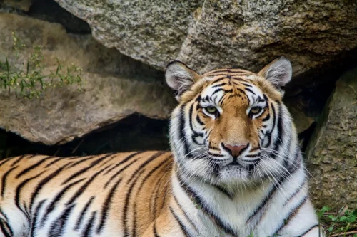 Tigers-07