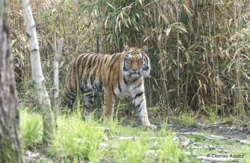 Tigers-08