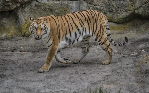 Tigers-09
