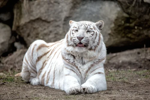 Tigers