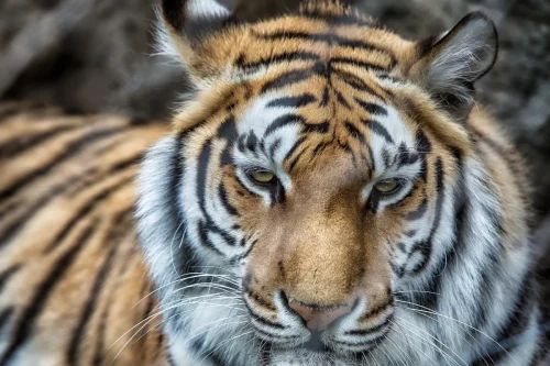 Tigers-11
