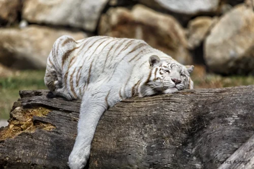 Tigers-12