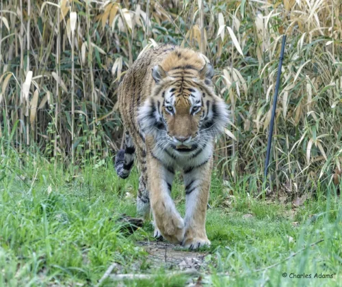 Tigers-13