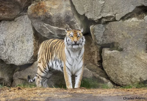 Tigers-14