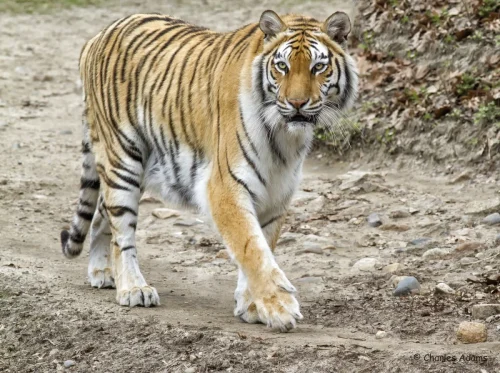 Tigers-15