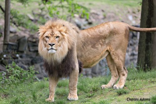 Lion You Looking For Trouble