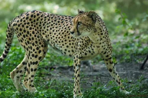 Cheetah A Graceful Big Cat