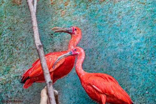 Scarlet Ibis On Branch