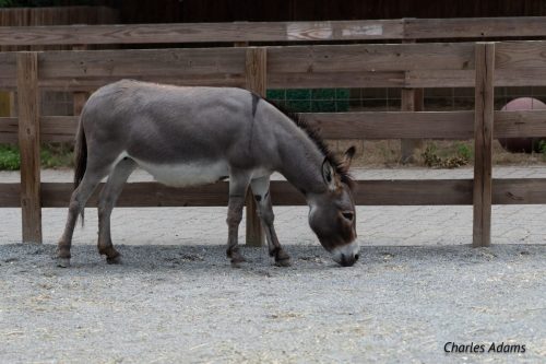 Miniature Donkey In Barnyard