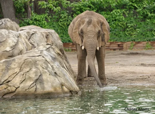 African Elephant Drinking At Waters Edge