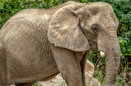 African Elephant Head And Shoulders Profile