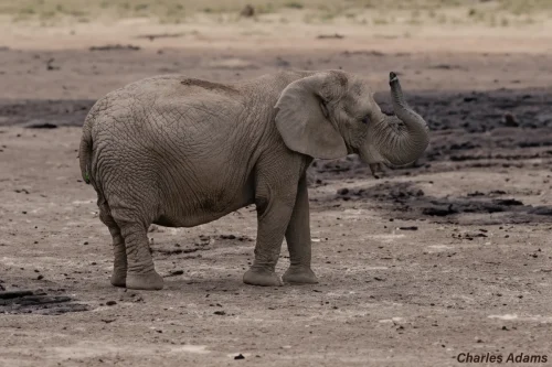 African Elephant Raising Trunk On Dry Terrain 