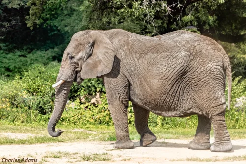 African Elephant Walking 