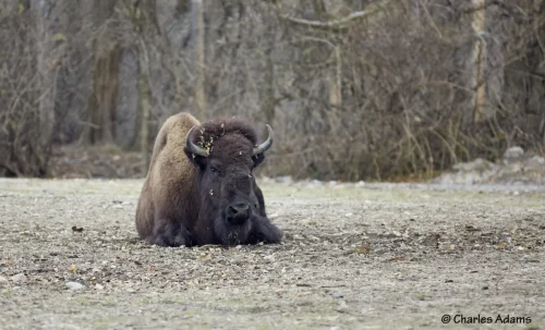 American Bison Resting On Ground In Winter