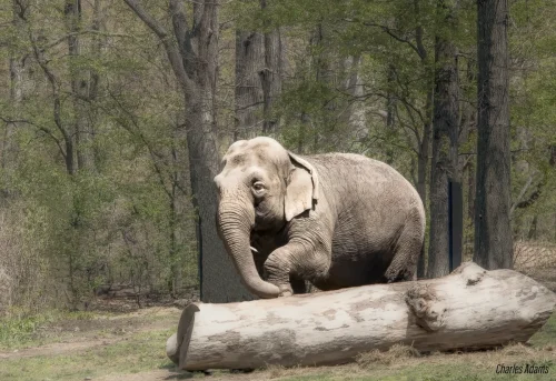 Asian Elephant Standing Behind Fallen Log