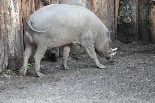Babirusa Foraging In Dirt Enclosure