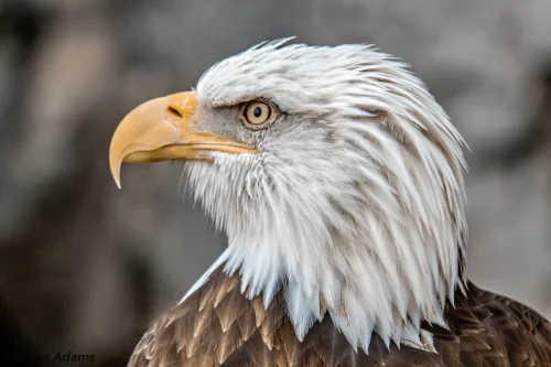 Bald Eagle Head Profile Image Portrait