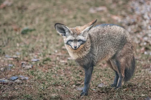 Bat Eared Fox Standing On Open Ground