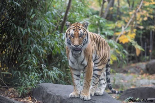 Siberian Tiger Standing On Rock