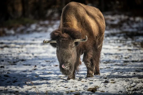 Bison Grazing In Snow With tongue Out