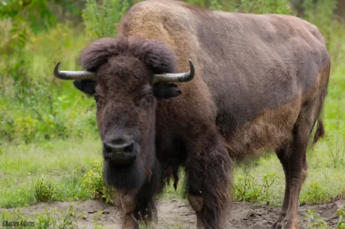 Bison Standing On Green Summer Meadow