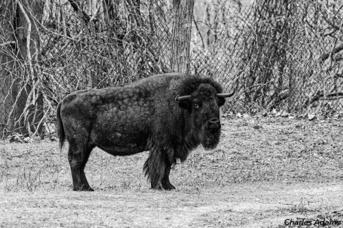 Black And White American Bison
