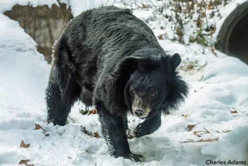 Black Bear Walking In Snow