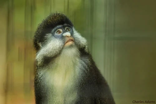Schmidt’s Guenon What The Hell Is That