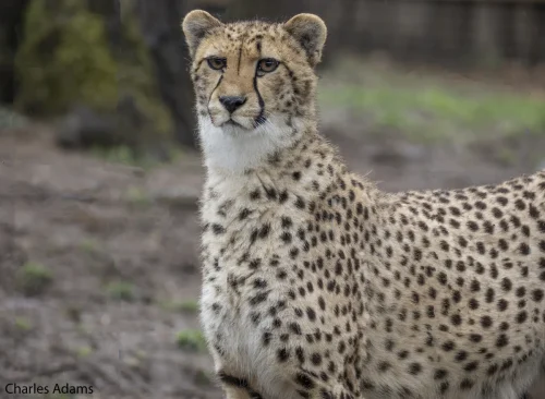 Cheetah Close Up Portrait In Woodland