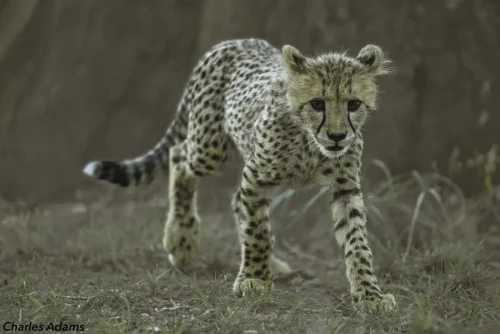 Cheetah Cub Walking Through Grass