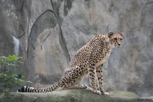 Cheetah Sitting On Rock